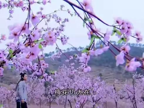 看《天外飛仙》才發現：人與仙相戀，對於父母、家族就是場大災難