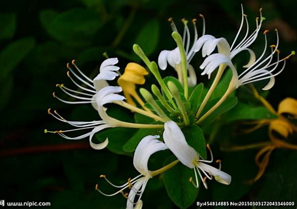 履治不愈的痘痘,特效方——消痤湯 履治不愈的痘痘,特效方——消痤湯