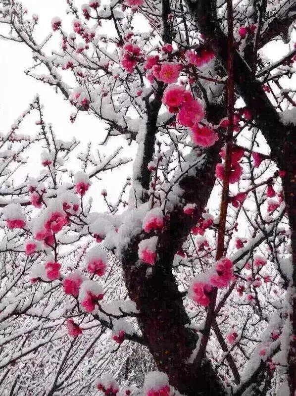 晨聖詩詞∫古韻新聲