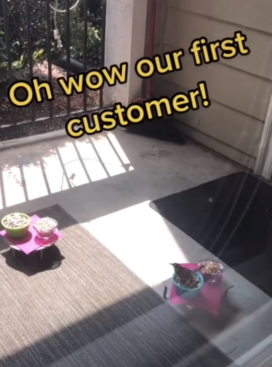 貓咪當店長,松鼠小鳥是食客,美國這個露天迷你咖啡店,太萌了 貓咪當店長,松鼠小鳥是食客,美國這個露天迷你咖啡店,太萌了