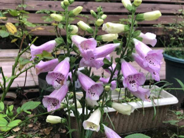 4種花聽名字看不上,養開花真的絕美,妥妥的顏值擔當 4種花聽名字看不上,養開花真的絕美,妥妥的顏值擔當