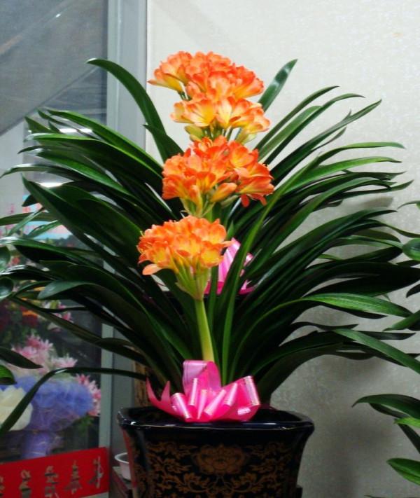 7種大型花，號稱“死不了”，看著很霸氣，還能吸廢氣，值得養