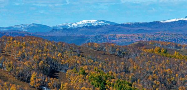 林草科普|大興安嶺尋鳥獸沒想象中簡單 林草科普|大興安嶺尋鳥獸沒想象中簡單