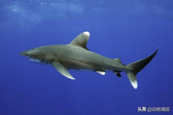 物種百科：遠洋白鰭鯊