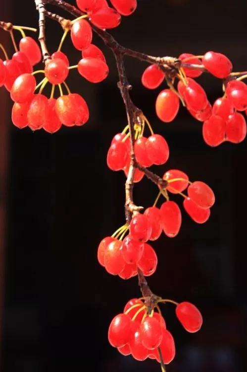 重陽（自由體漢俳）