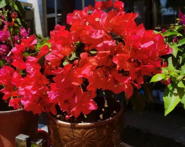 5種“省心花”，好看又好養，是養花新手們的最愛