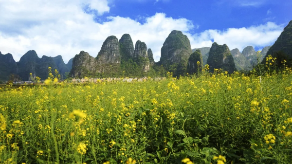 【獲獎美文欣賞】百里水墨畫廊，鐘山的一幅風景畫一首生態詩