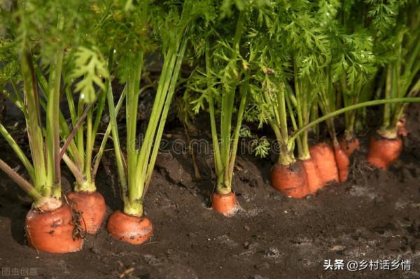 種植蘿蔔、胡蘿蔔把好四關，根莖長得大還光滑，口感好又豐產
