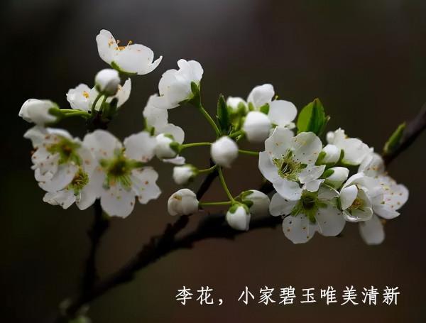 春暖花開賞花時，教你辨識這幾種相似的花，別再被朋友說不懂花了