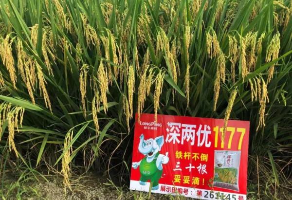 高產優質型水稻品種深兩優1177，綜合抗性好，附高產栽培技術