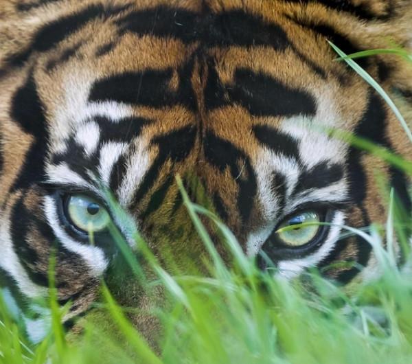 老虎如果從地球消失，會帶來什麼後果？新疆虎給的教訓不能忘記