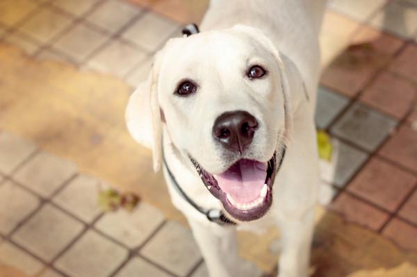 自從養了拉布拉多後，就很難對其它狗心動了