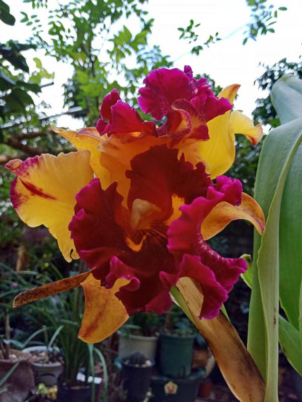 #陽臺小花園#又添新品種