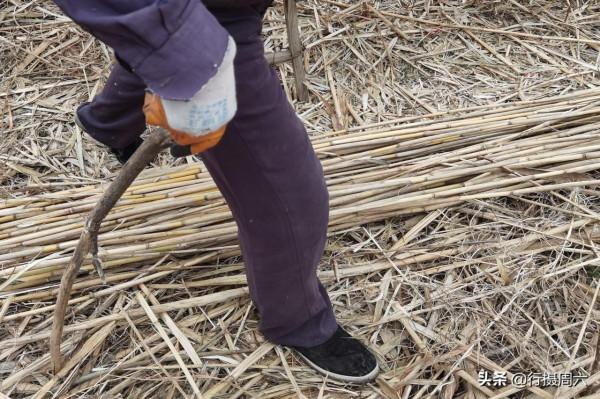 7旬農民大叔在山溝種蘆葦，荒草成搶手貨，1畝地能賺2萬元