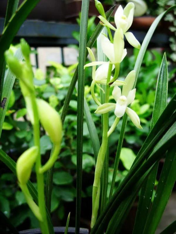 分享一組清新素雅的蘭花