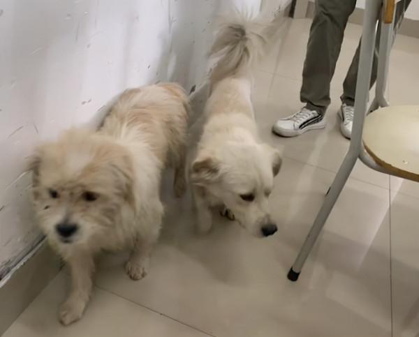 福建一狗子躺教室蹭空調睡覺，發現後被叫醒，網友：理解那種心情