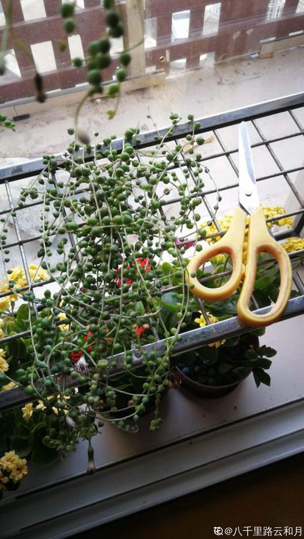 養膩了吊蘭,試試佛珠吊蘭,“垂流直下”長不停 養膩了吊蘭,試試佛珠吊蘭,“垂流直下”長不停