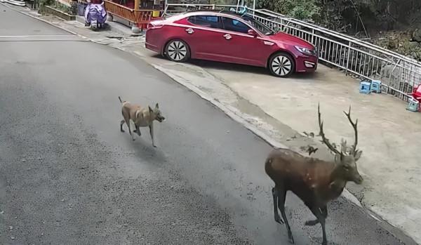 一級野生保護動物梅花鹿“出山”覓食被狗追 一級野生保護動物梅花鹿“出山”覓食被狗追