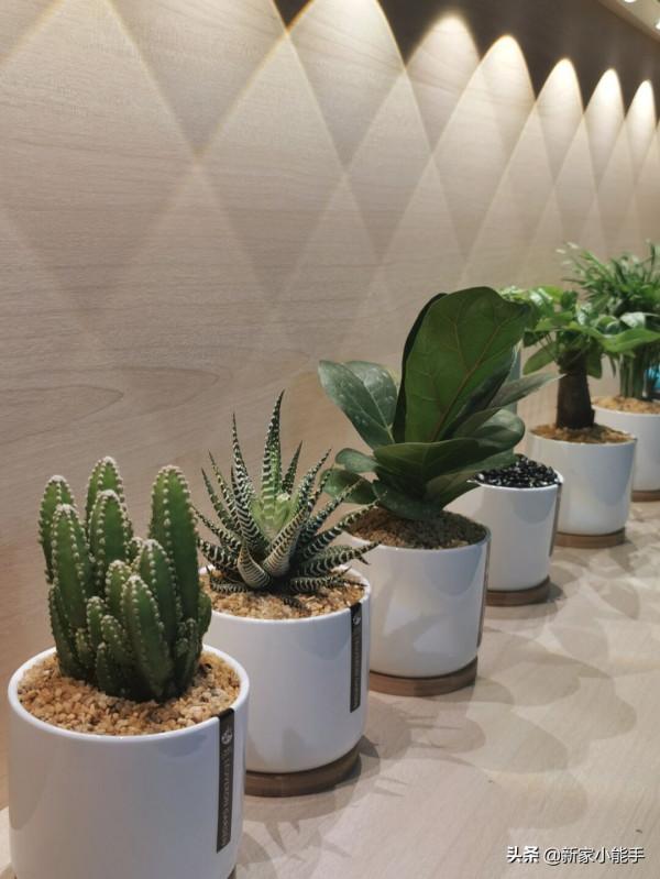 年後喬遷入住新房，放棄常規電視機選擇投影儀，一家人都滿意