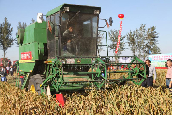 從狗尾草變身穀子新種 生物育種“魔法”如何實現？