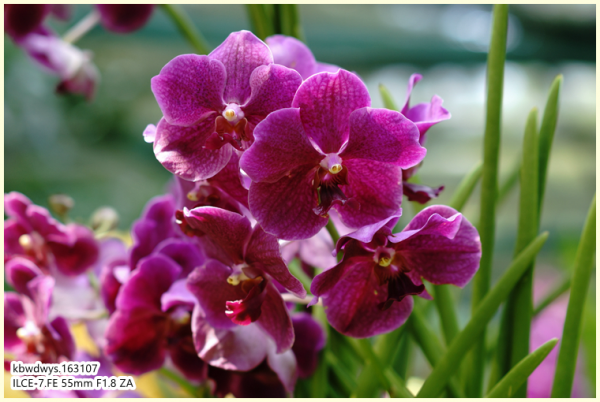 生活雜記:坡島散記08——流連忘返植物園 生活雜記:坡島散記08——流連忘返植物園