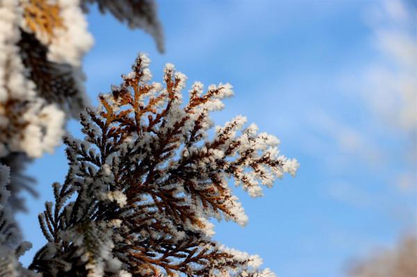 二師二十二團河畔鎮：霧凇美景入畫來