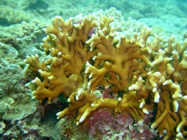 海邊有哪些看起來人畜無害,實際兇險萬分的動物?見到躲遠些 海邊有哪些看起來人畜無害,實際兇險萬分的動物?見到躲遠些