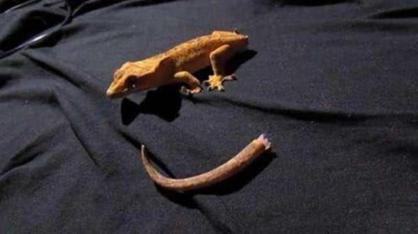 未來人類能肢體再生？像壁虎一樣斷手斷腳都不怕，這是真的嗎？