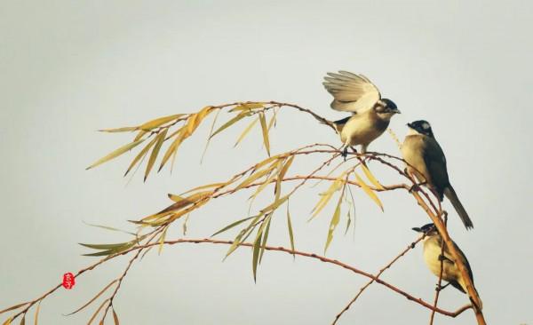 淮陽龍湖國家溼地公園裡的這些可愛的鳥,你見過多少? 淮陽龍湖國家溼地公園裡的這些可愛的鳥,你見過多少?