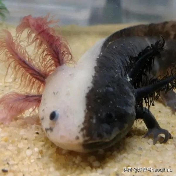 能再生又長不大的六角恐龍,飼養時要注意這5點 能再生又長不大的六角恐龍,飼養時要注意這5點