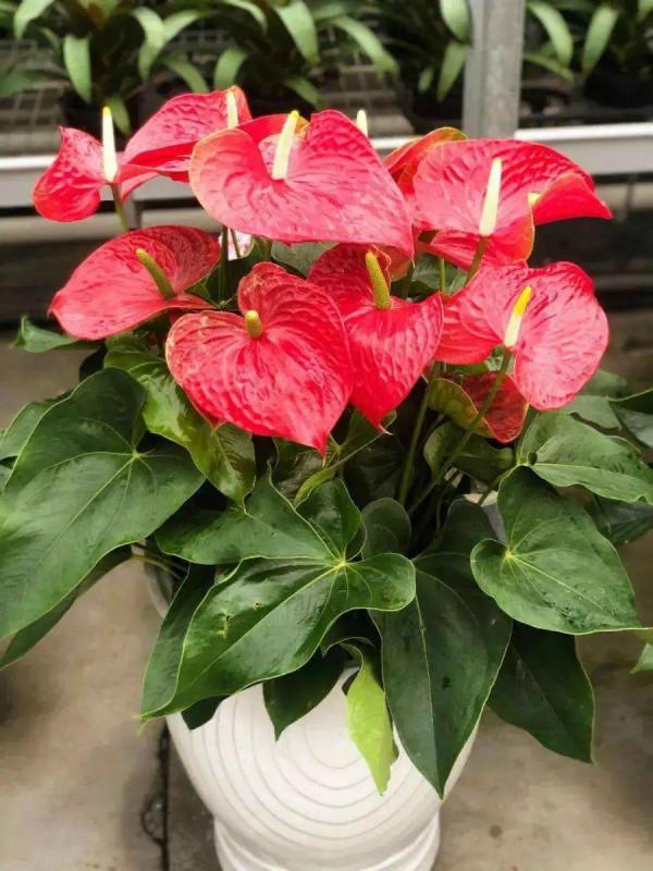 實用分享丨30款年宵花鑑賞，觀花的、賞果的都有…你最喜歡哪個？