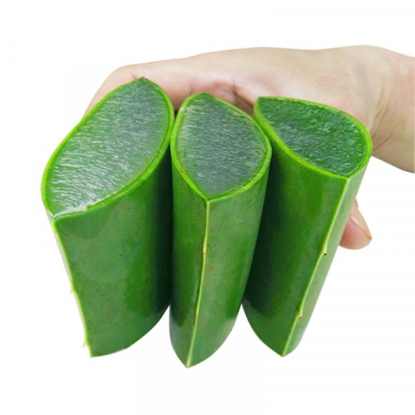 &OpenCurlyDoubleQuote;養不死&rdquo;的7種花，不用管也爆盆，輕鬆養成&OpenCurlyDoubleQuote;老花樹&rdquo;，