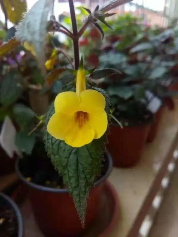 1種花特耐陰,開花像是小喇叭,花量巨大 1種花特耐陰,開花像是小喇叭,花量巨大