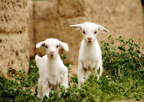 養羊必會的選種選配該怎麼做？只需會這3步，小羊羔又多又壯