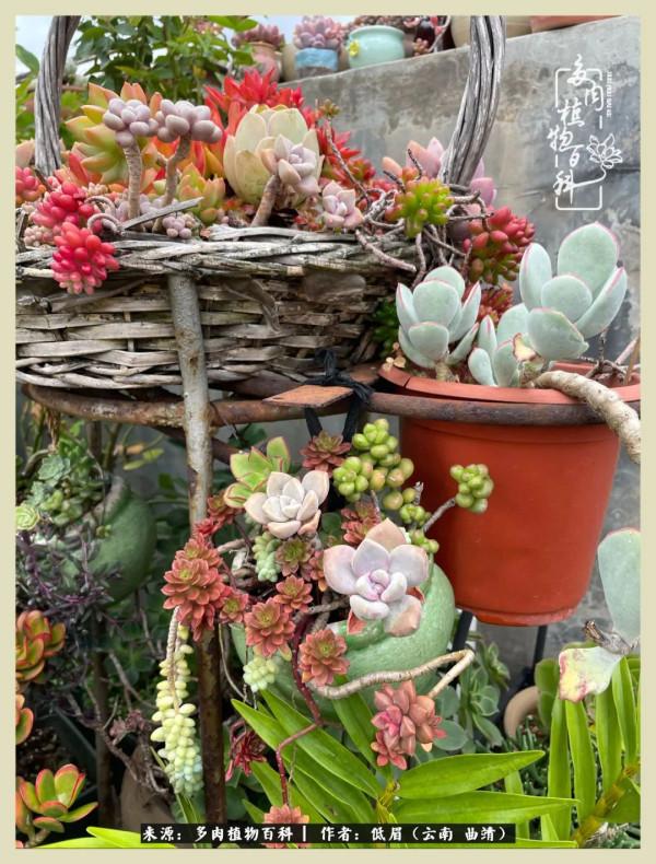 正是花好月圓時，再訪楊姐的屋頂花園