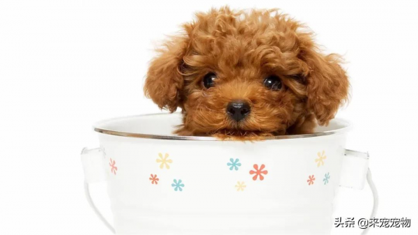 養這5種狗太費錢了，天生就有“缺陷”，尤其是二哈