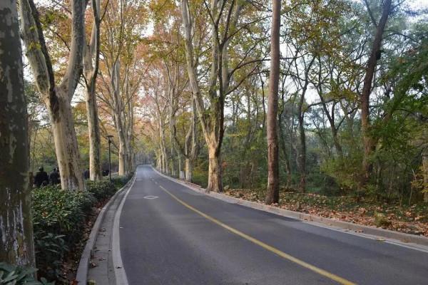 &OpenCurlyDoubleQuote;愛情隧道&rdquo;中山植物園