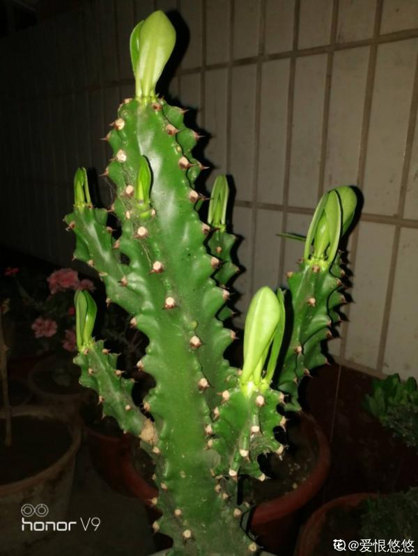 3種花長的跟“三胞胎”似的,還有“守家”的說法,適合居家養護 3種花長的跟“三胞胎”似的,還有“守家”的說法,適合居家養護