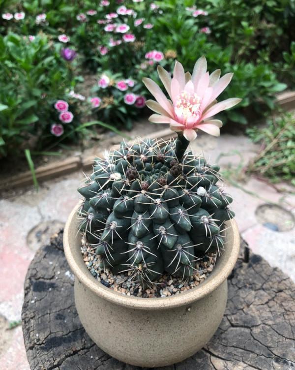 9種“懶人花”，適合小盆養，管得“少”一些，才能多開花