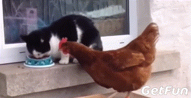 把貓咪喂胖,然後遺棄,這些人是在變相虐待寵物嗎? 把貓咪喂胖,然後遺棄,這些人是在變相虐待寵物嗎?