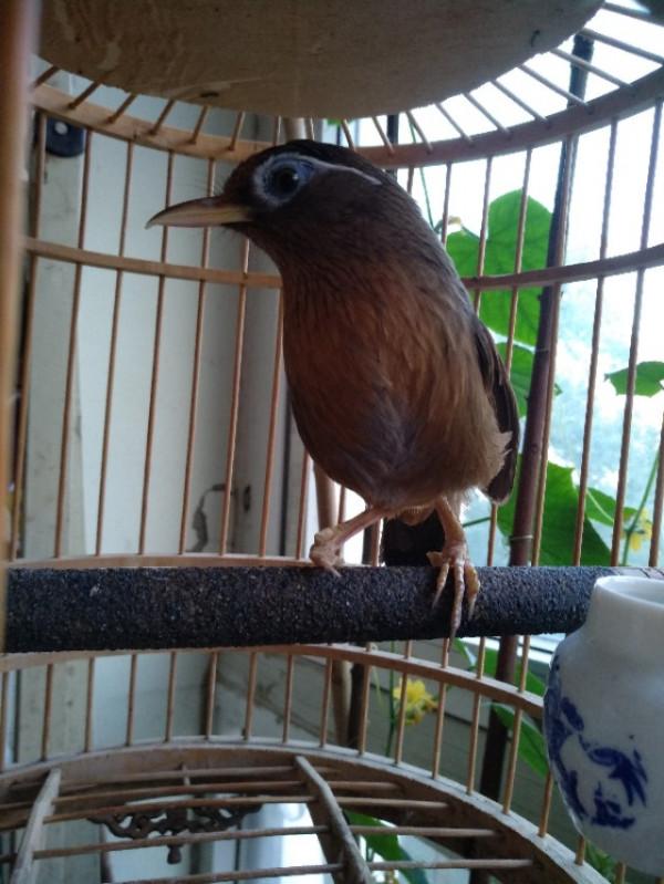 畫眉鳥的長壽之道