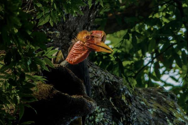 活著被取骨，價值比象牙高3倍！盔犀鳥頭骨到底有什麼用？