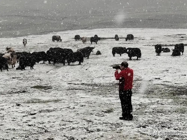“去三江源國家公園見到野生動物的機率是100%”,他為何能自信承諾? “去三江源國家公園見到野生動物的機率是100%”,他為何能自信承諾?