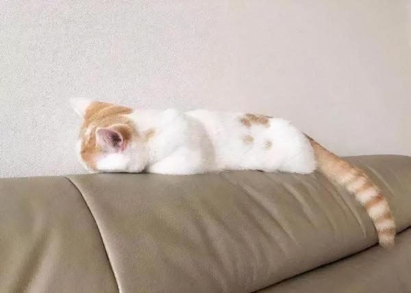 老人遛狗見貓鄰居暖心打招呼,出奇不意的溫暖,給人滿滿的正能量 老人遛狗見貓鄰居暖心打招呼,出奇不意的溫暖,給人滿滿的正能量