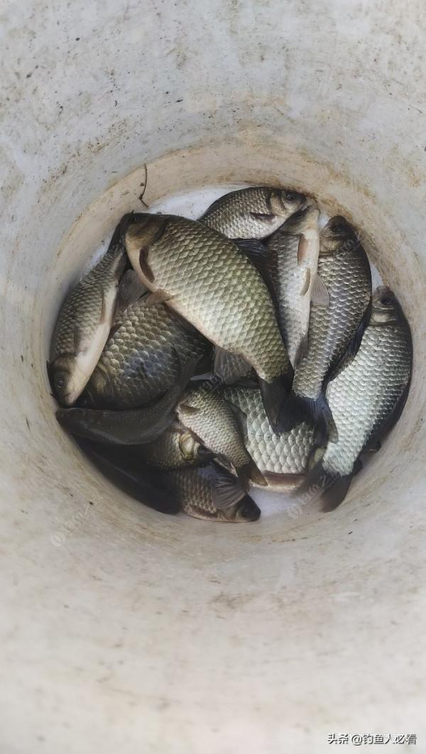 初冬用蚯蚓還是商品餌,實戰出真知 初冬用蚯蚓還是商品餌,實戰出真知