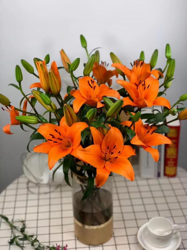 亞洲百合越養崽越多，越養開花越好，也許這就是種百合的樂趣吧