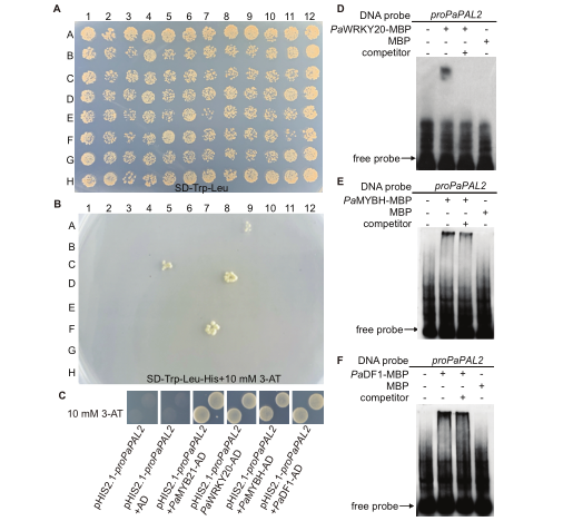 楊樹木材相關轉錄因子高通量篩選系統及其在木質素調控中的應用 楊樹木材相關轉錄因子高通量篩選系統及其在木質素調控中的應用