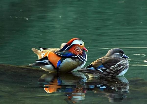 鴛鴦鳥精美圖片