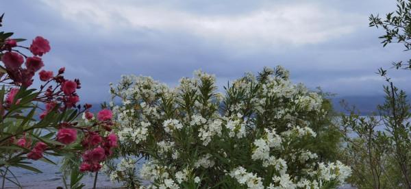 50元一天的撫仙湖岸邊小客棧，15元一公斤的小活蝦，體驗農家野趣