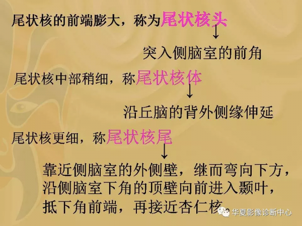 基底節的詳細解剖